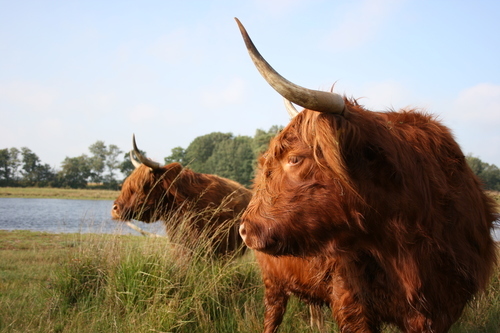 Everything About Scottish Culture Image